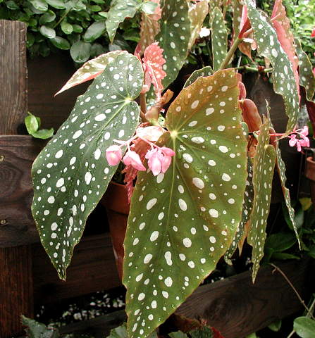 B. ‘Billie Jean’